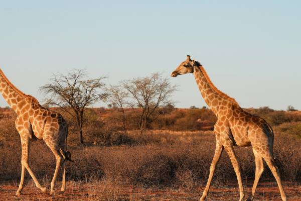 Namibia
